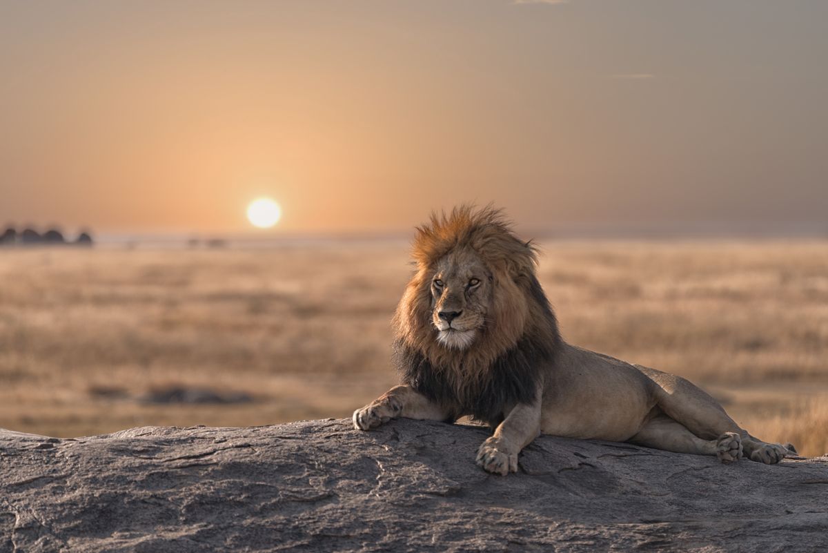 Lwy żyją obecnie głównie w Afryce, tylko niewielka część zamieszkuje tereny Indii