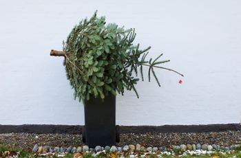 Co zrobić z choinką po świętach? Leśnicy przypominają