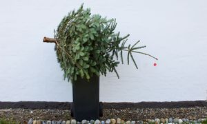 Co zrobić z choinką po świętach? Leśnicy przypominają