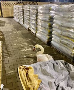 Jeleniej Góra. Nikt nie chciał pomóc rannemu łabędziowi. Zlitował się dopiero DIOZ