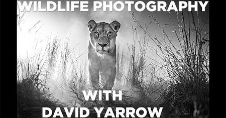 David Yarrow tworzy czarno-białe opowieści o zwierzętach
