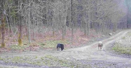 Nietypowa wataha wilków na Warmii. Zbadają ją naukowcy