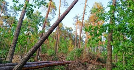 Ponure zdjęcia ze świętokrzyskich lasów. Tysiące uszkodzonych drzew