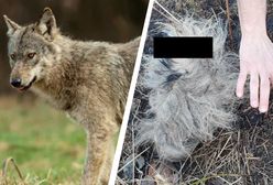 Wilki "wyrwały" jej psa spod nóg. Kolejne ataki na Podkarpaciu