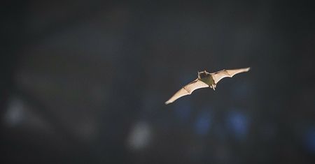 Martwy nietoperz w centrum wielkiego miasta. Obszar uznano za zagrożony
