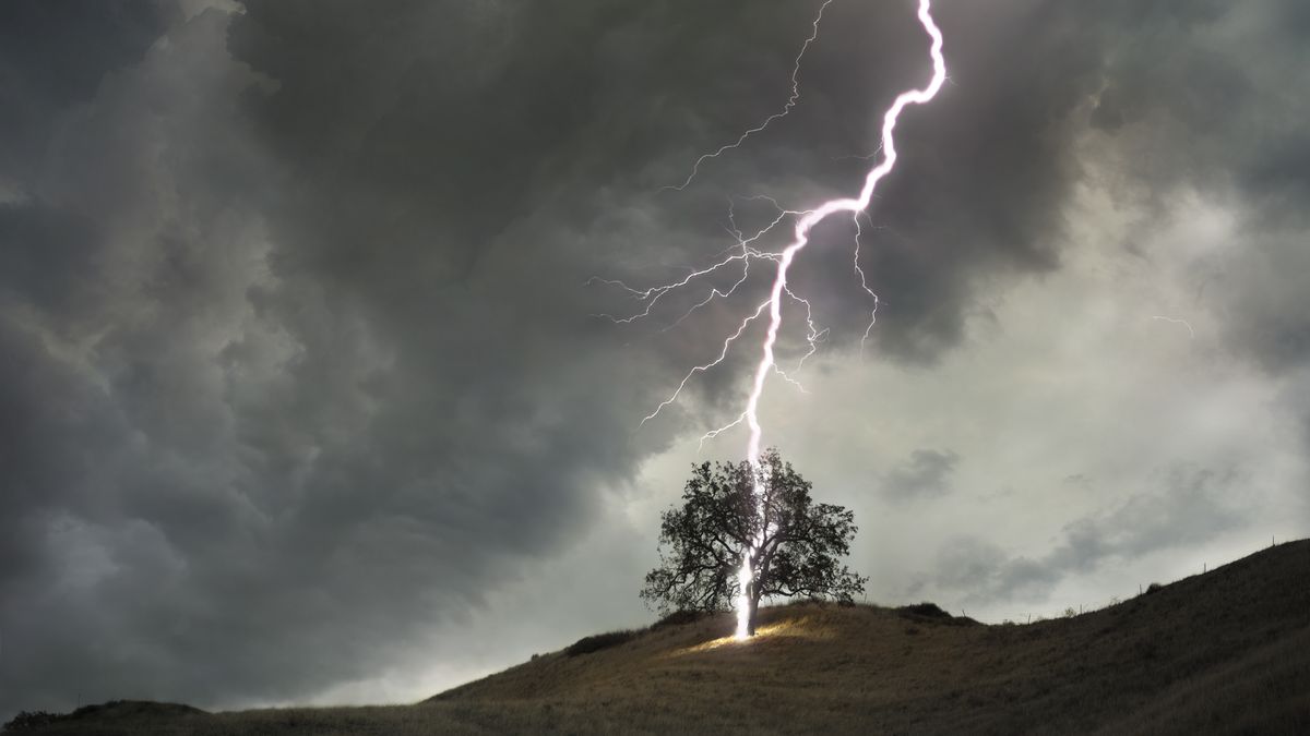 Pioruny niszczą ogromną liczbę drzew