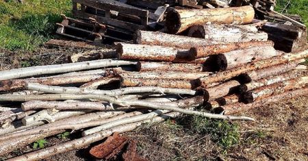 Okradli sąsiadów z drewna. Takiego finału nie przewidzieli
