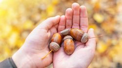 Obfity wysyp żołędzi to nie jest dobry znak. Skutki zobaczymy za rok