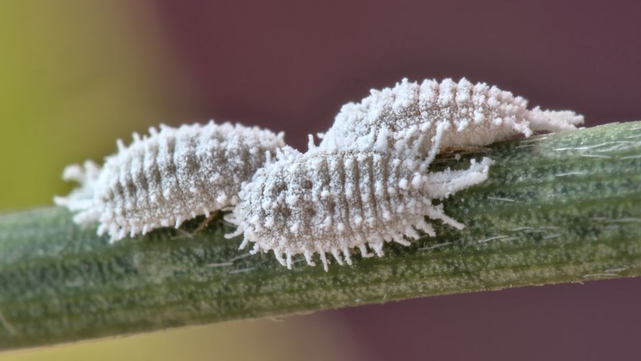 Tak wygląda koszenila - źródło naturalnego czerwonego barwnika