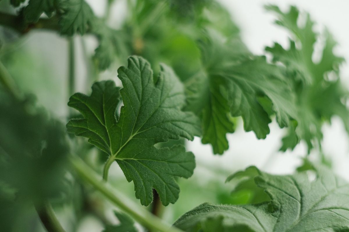 Roślina geranium, zwana anginką, wykazuje szereg właściwości prozdrowotnych