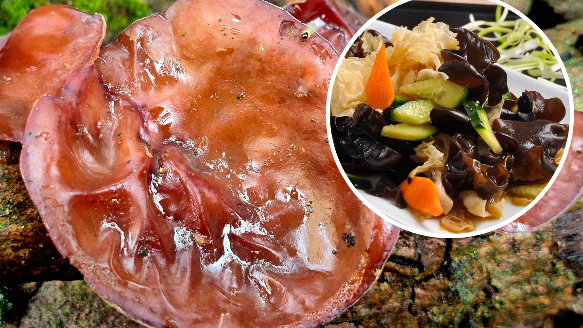 Uszaki bzowe świetnie sprawdzą się w azjatyckiej kuchni