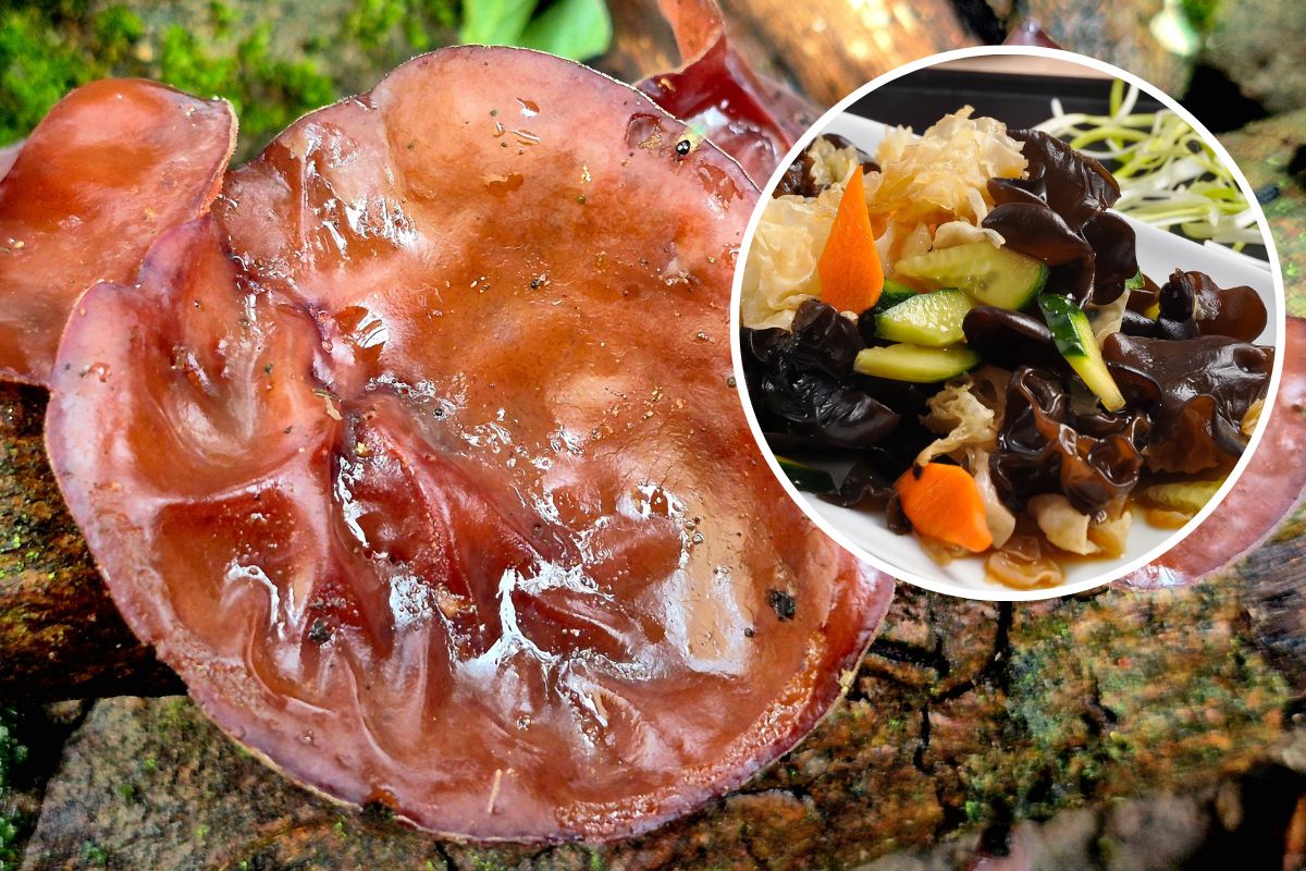 Uszaki bzowe świetnie sprawdzą się w azjatyckiej kuchni