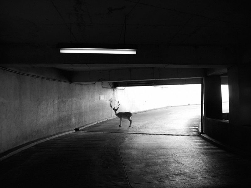 Znamy zwycięzców Black & White Spider Awards. Marek Lapis wielokrotnie wyróżniony 21