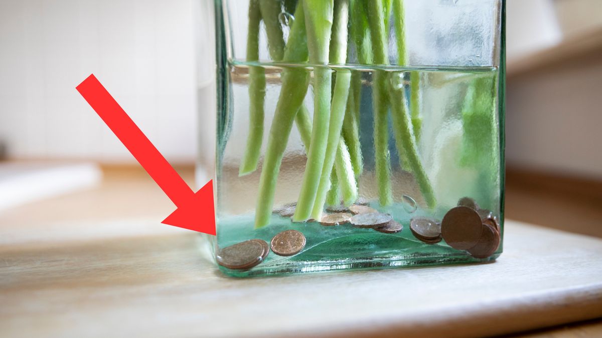 Jak przedłużyć świeżość ciętych tulipanów?