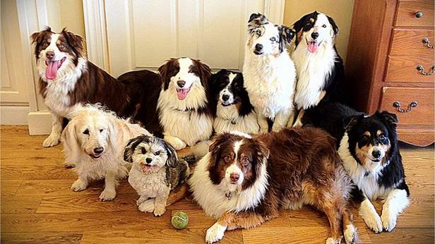 Fujitsu prezentuje elektroniczny gadżet dla właścicieli psów 1