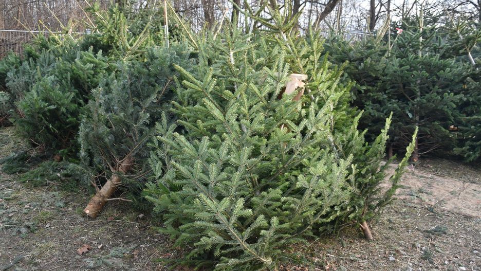 Choinkę należy pozyskiwać tylko ze sprawdzonych i legalnych źródeł.