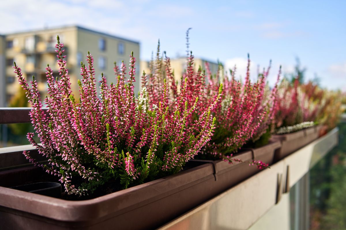 Extend heather's bloom with this simple watering trick