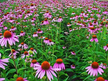 Posadź je raz i masz spokój na całe lato. Te kwiaty kwitną nieprzerwanie od maja do listopada