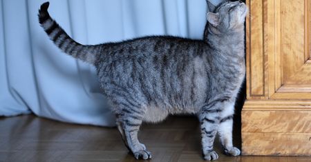 Kot podniósł ogon na twój widok? Jednoznaczny komunikat
