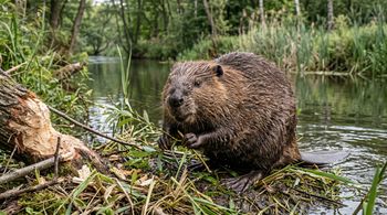 Bobry kluczem do ochrony klimatu. Natura dostarcza nam darmowej technologii