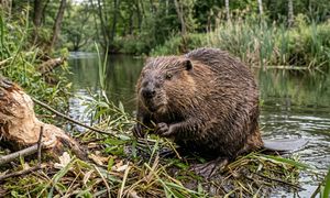 Bobry kluczem do ochrony klimatu. Natura dostarcza nam darmowej technologii