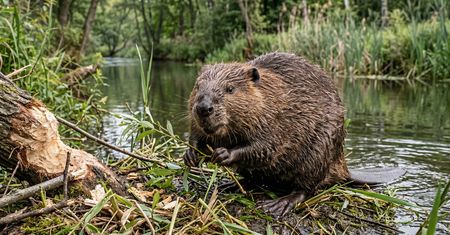 Bobry kluczem do ochrony klimatu. Natura dostarcza nam darmowej technologii