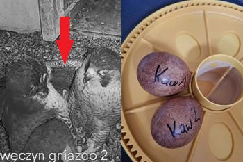 Ależ historia. Ludzie uratowali jajka sokołów. Właśnie się wykluwają