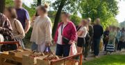 Kolejki od samego rana. Truskawki "prosto z pola". Cena może zdziwić