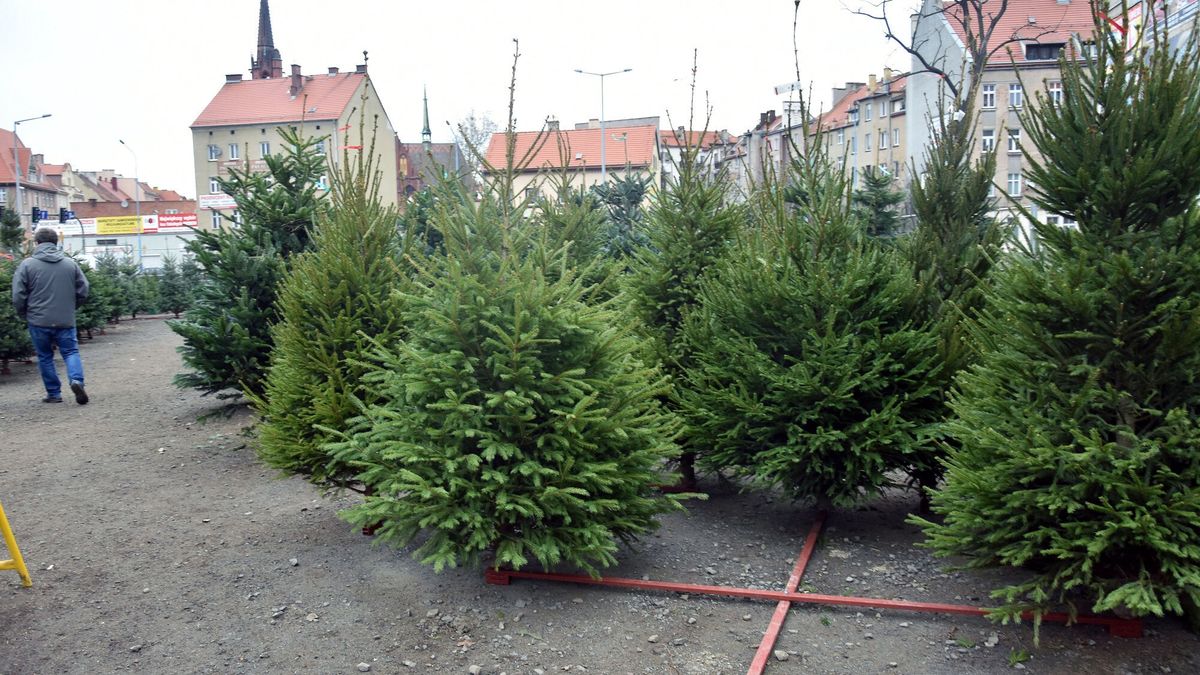 Uważaj na kleszcze w choinkach