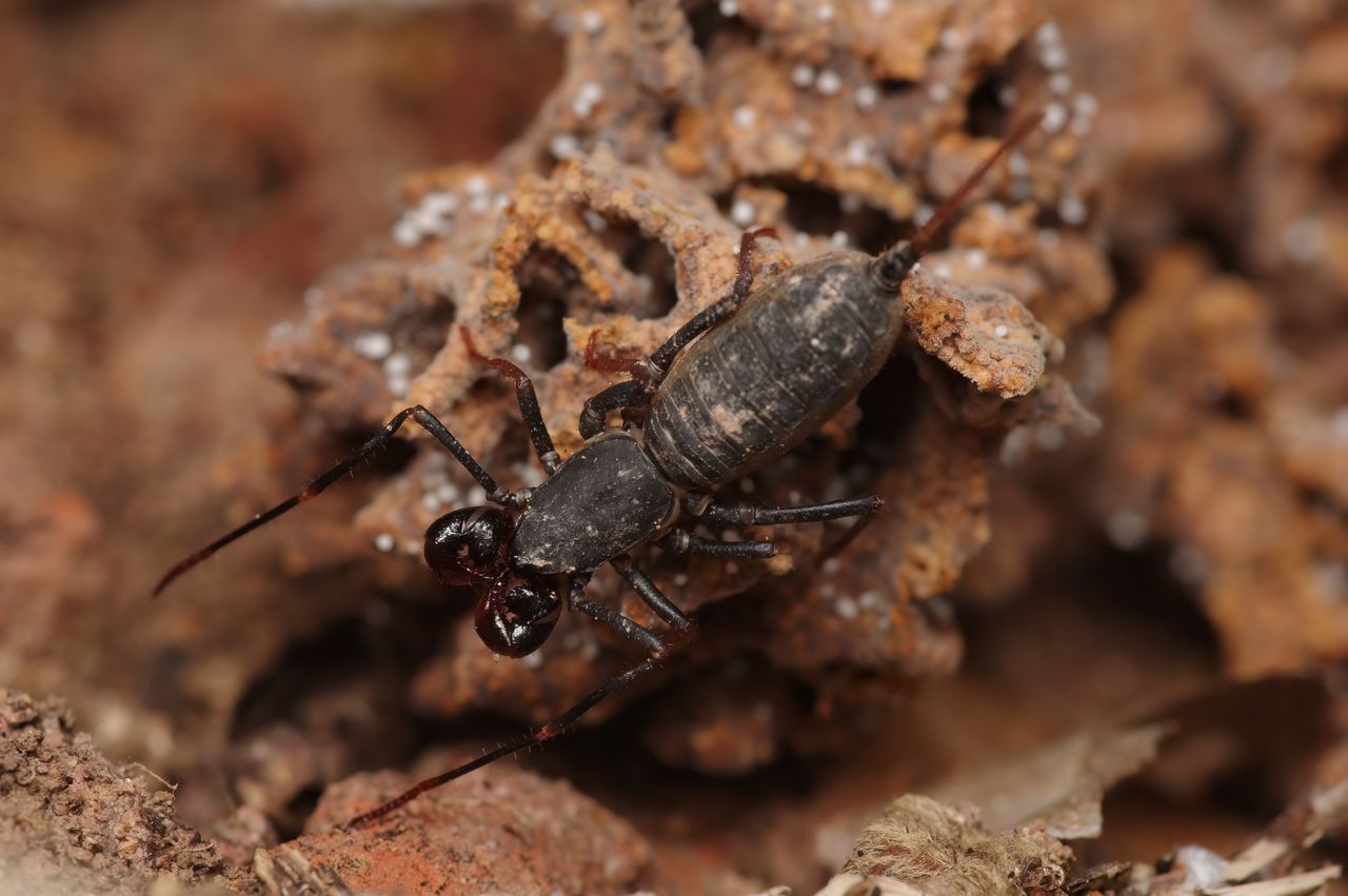 Scorpion from the genus Mastigoproctus