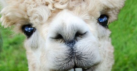 Warszawskie Zoo. Znamy imię młodej alpaki