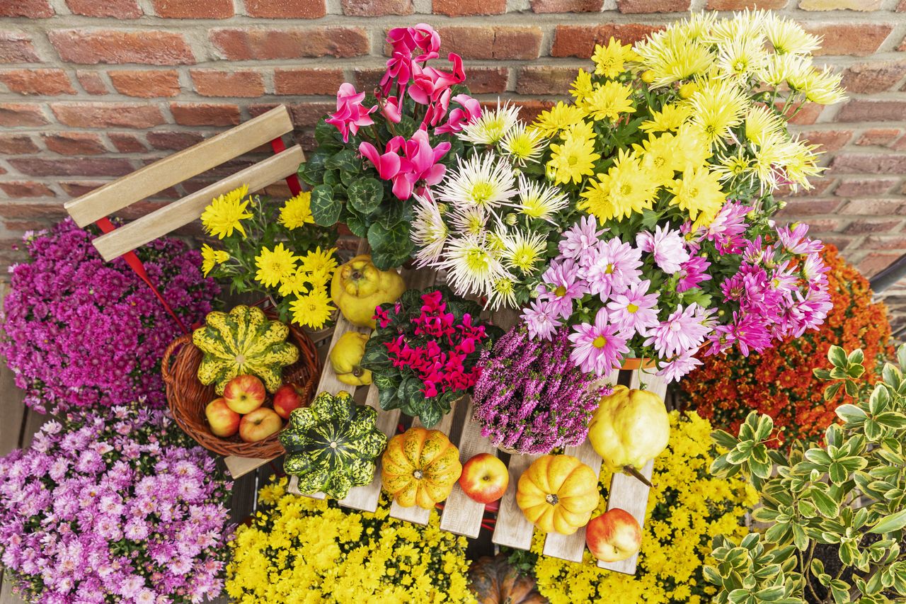 Balkon w jesiennej odsłonie. Zobacz, jakie rośliny wybrać