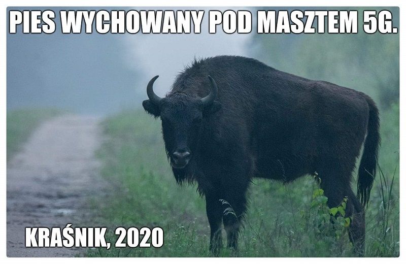 kraśnik memy 5g wifi