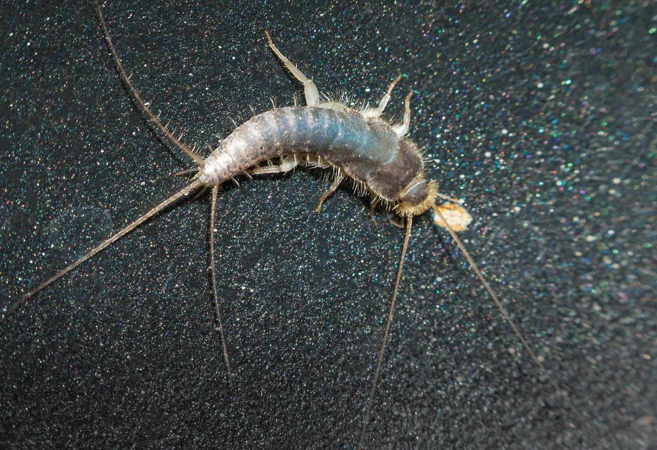 Silverfish invasion: Natural remedies for a bug-free home