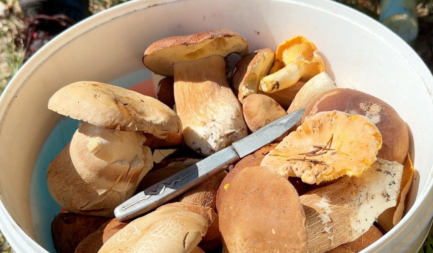 JAROCIN - WCIĄŻ PEŁEN GRZYBÓW