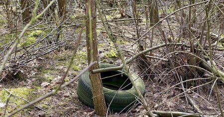 USA. Zwierzę nosiło na szyi ważącą 16 kg oponę. Żyło tak przez dwa lata