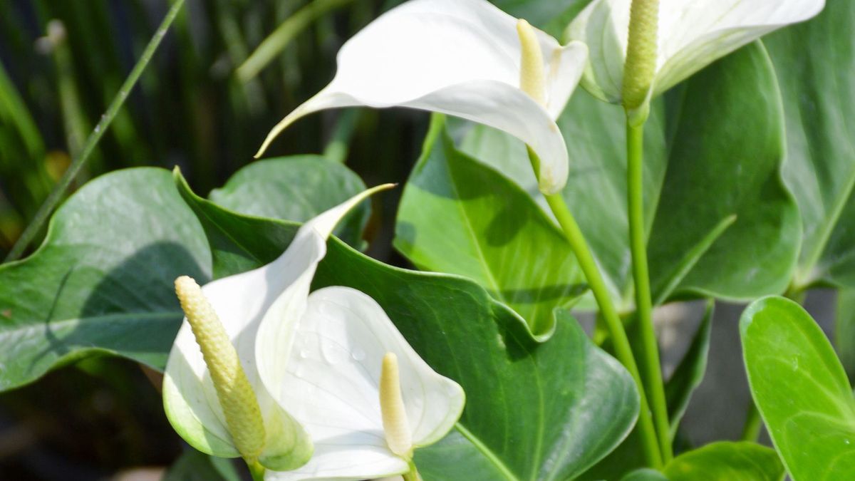 Skrzydłokwiat - roślina, która powinna być w każdym domu