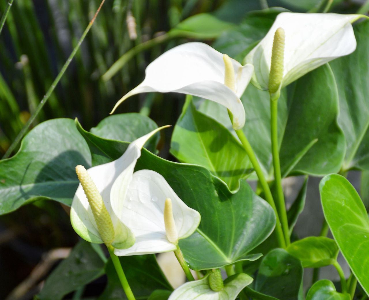 Działanie tej rośliny jest niesamowite. Powinna się znaleźć w każdym domu