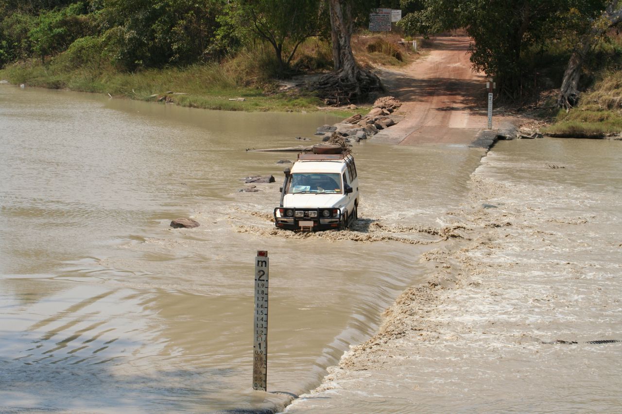 A crocodile can appear at any moment in front of cars and pedestrians.