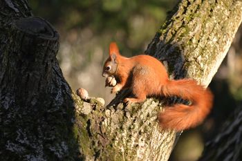 Zdarza się im nawet kanibalizm. Wiewiórki mają swoją mroczną stronę