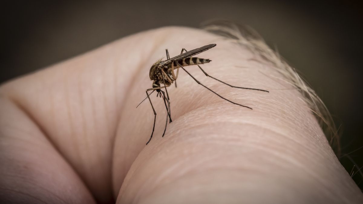Jak chronić się przed komarami?