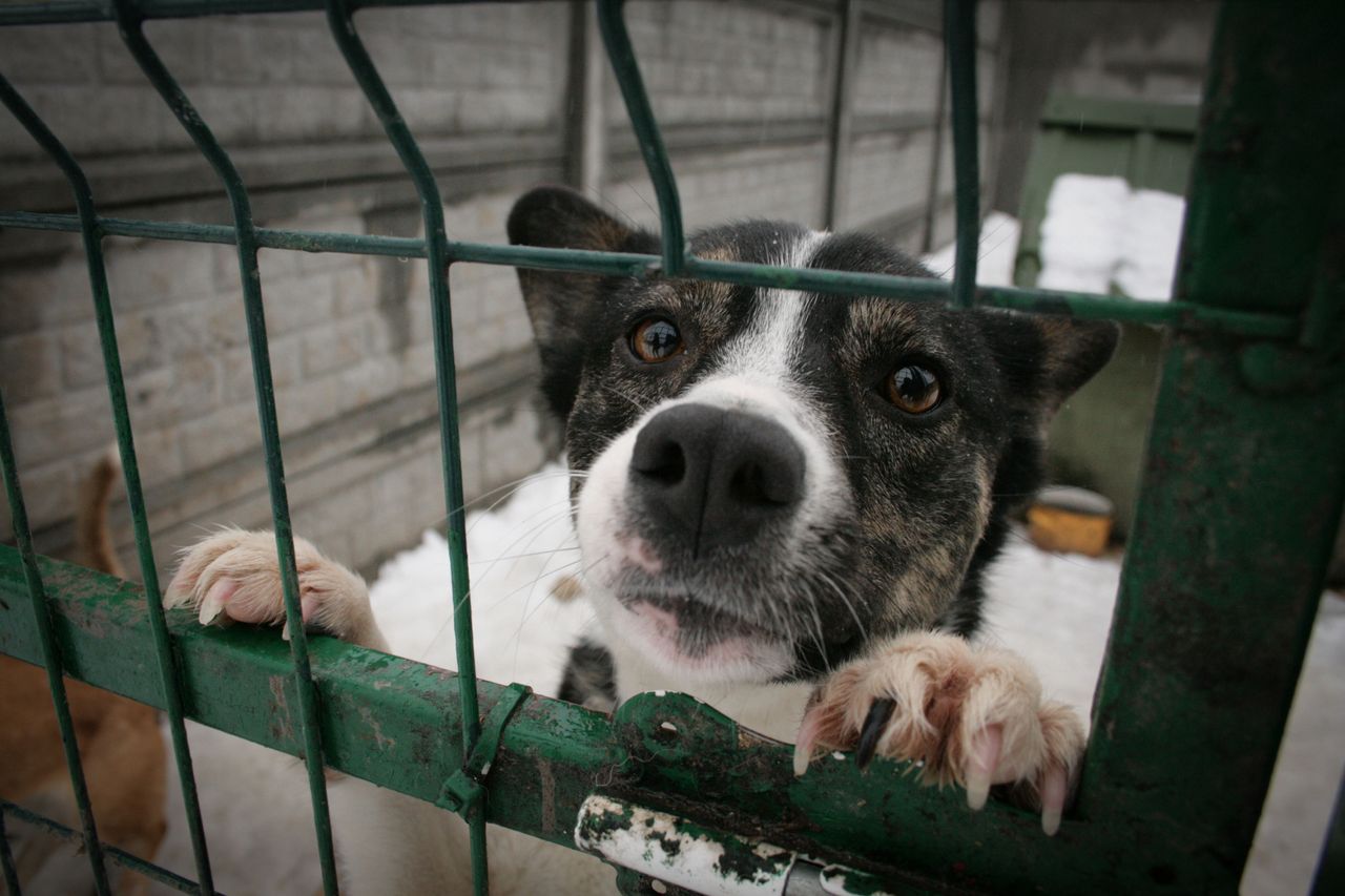 Schroniska wstrzymują adopcję przed świętami