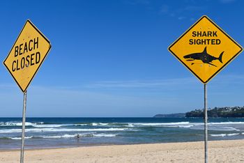 Kolejny atak rekina w Australii. Policja o "żarłaczu ludojadzie"