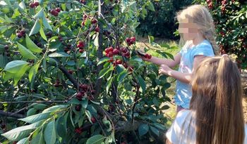 6 zł za kilogram. W trakcie samozbiorów: "jesz tyle, ile masz ochotę"