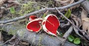 Gorlice: Kielich krasnoludka już w lasach. Wypatrujcie intensywnie czerwonych kapeluszy. Oznaczają, że wiosna jest już blisko