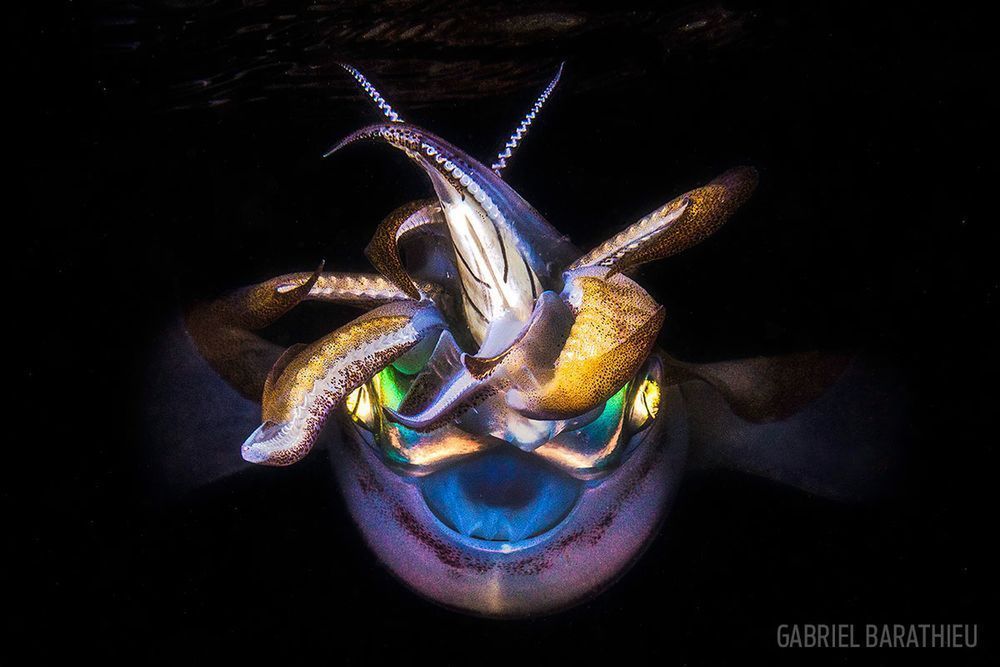Laureaci Underwater Photo Contest odkrywają przed nami ogrom piękna podwodnych głębin 10