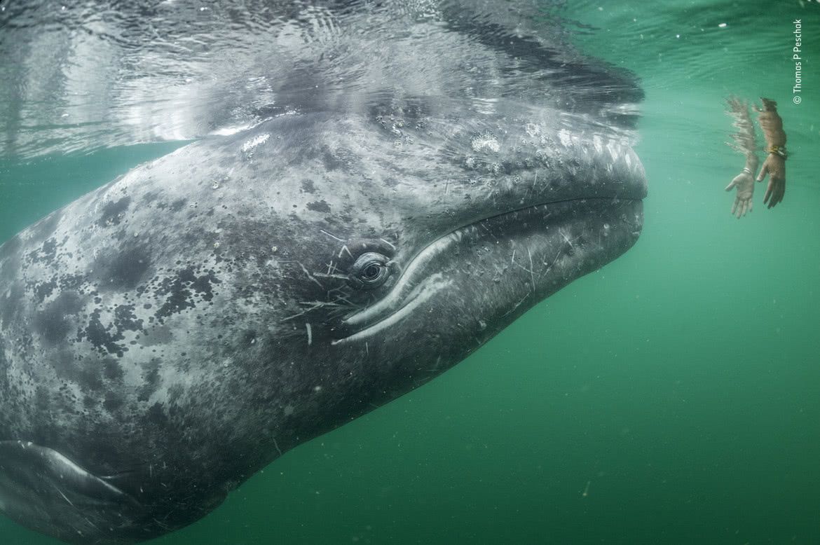 Wildlife Photographer of the Year 2019: piękno dzikiej przyrody 5