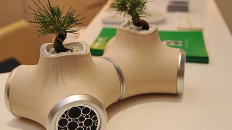 Mała Bonsai, czy lubi muzykę? 1