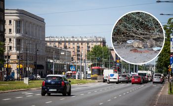 Inwazja szczurów w centrum Warszawy. Opanowały znane lokale