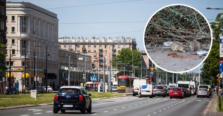 Inwazja szczurów w centrum Warszawy. Opanowały znane lokale